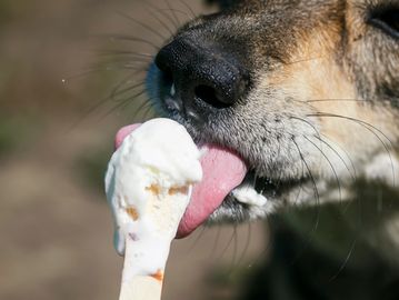 Dog frozen treats licking ice cream yogurt summer hot days
