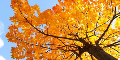 Bright orange autumn leaves on a tree against a clear blue sky.
