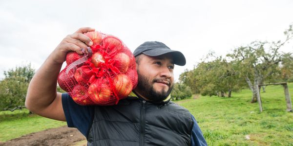 Apples by the bag