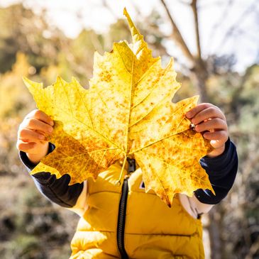 A child holding a large, symmetrical autumn leaf.