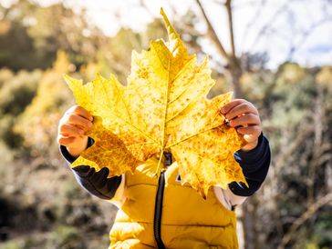 Young child, face hidden due to holding large Autumn leaf - symmetrical.