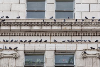 Pigeons, Cliff Swallows, Seagulls, Crows, Ravens, Turkey Vultures