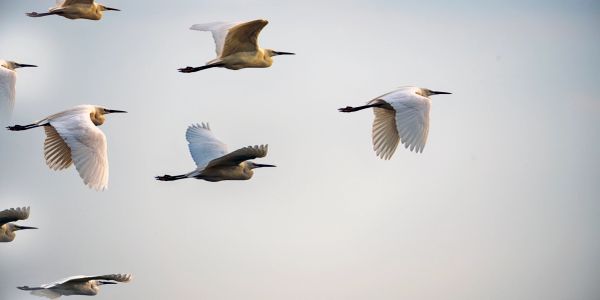 Group of white birds flying in the sky.