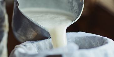Pouring fresh milk through a cloth filter for straining.
