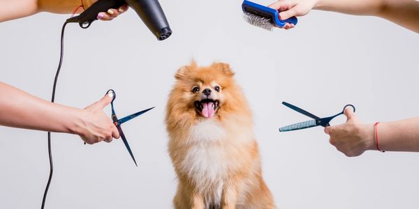 A fluffy dog sits on a grooming table surrounded by grooming tools and hands.