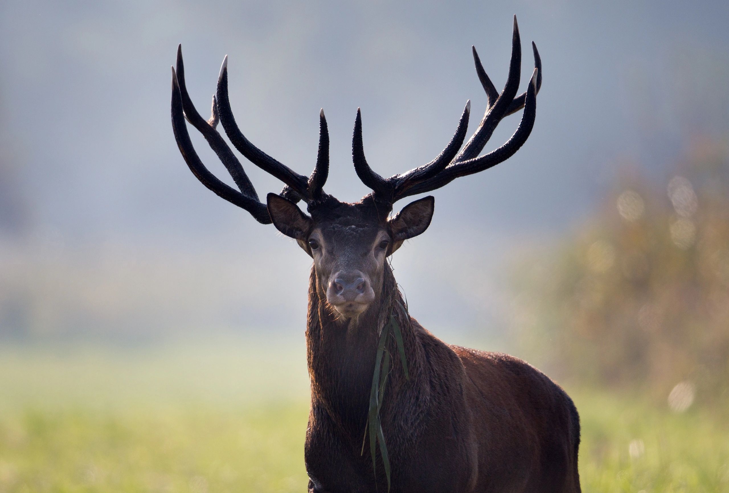 Rare find in Europe.