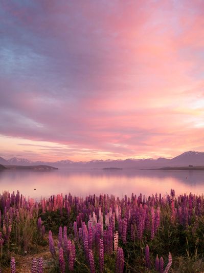 Purple flowers near a calm lake during sunset.