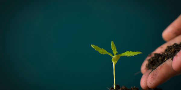Seedling