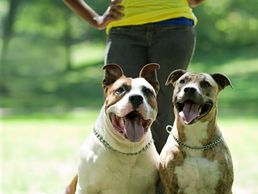 Dog running with toy outdoors.