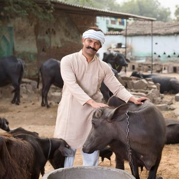 A man in traditional attire with buffaloes in a rural farm setting.
