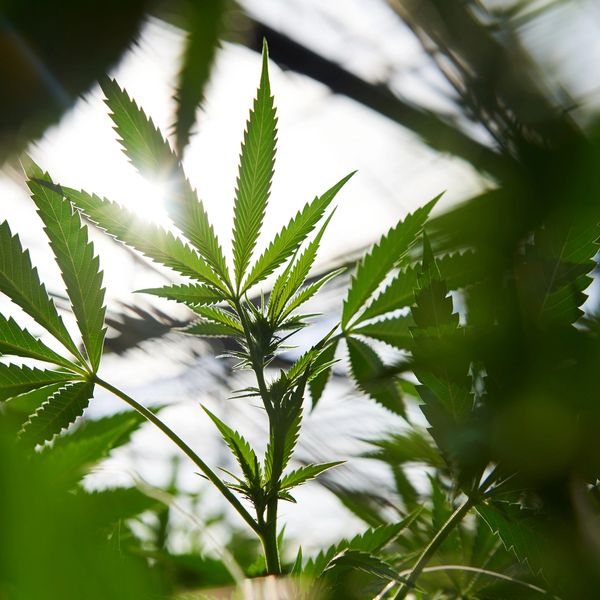Cannabis