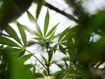 Cannabis leaves