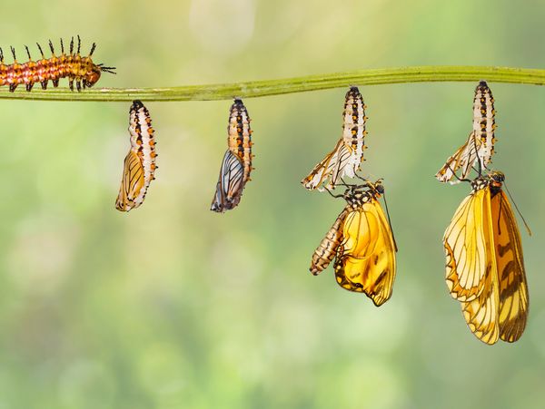 A caterpillar transforms into a butterfly through various pupal stages on a green stem.