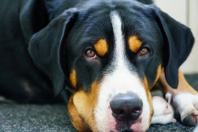 Close-up of a black and brown dog resting its head.