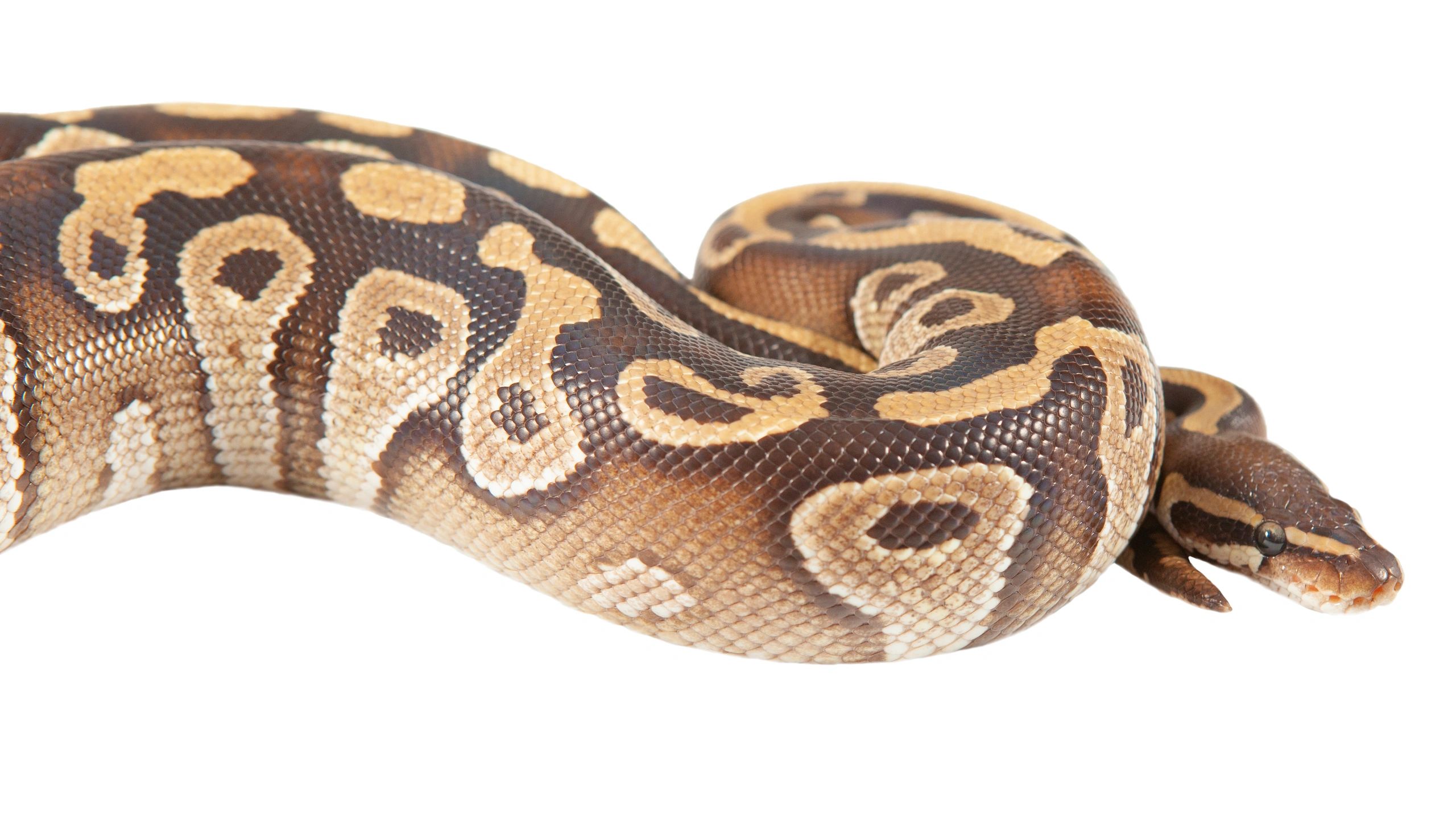 How to Learn Python Quickly