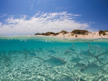 The rich and diverse fish life of the Ningaloo Reef is always a highlight of snorkeling tours.