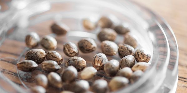 Close-up of seeds arranged on a clear plastic surface.