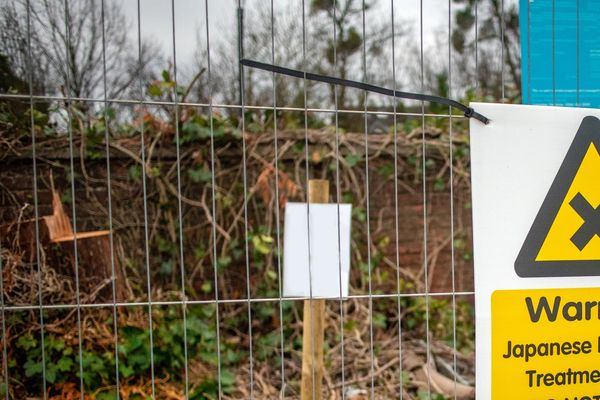 Invasive Weed Management, Japanese knotweed, giant hogweed, himalayan balsam