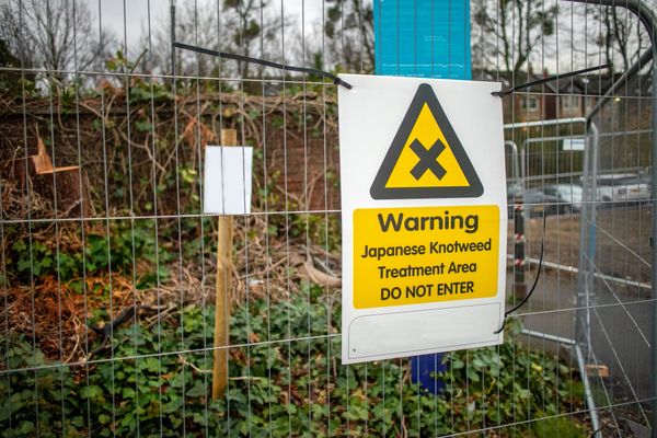 Invasive Weed Management