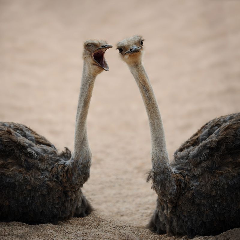 funny photo of two common ostriches (Struthio camelus) in conversation