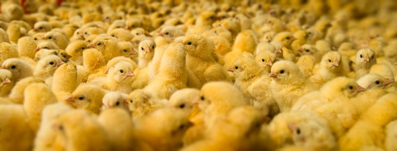 An extremely large group of newly hatched chicks on a chicken farm.  Horizontal with copy space.