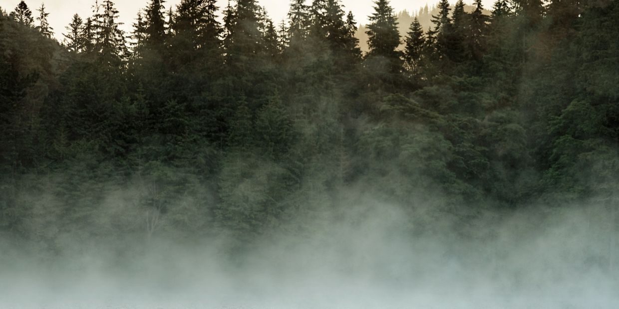 Dense forest partially covered by thick fog creating a mysterious atmosphere.