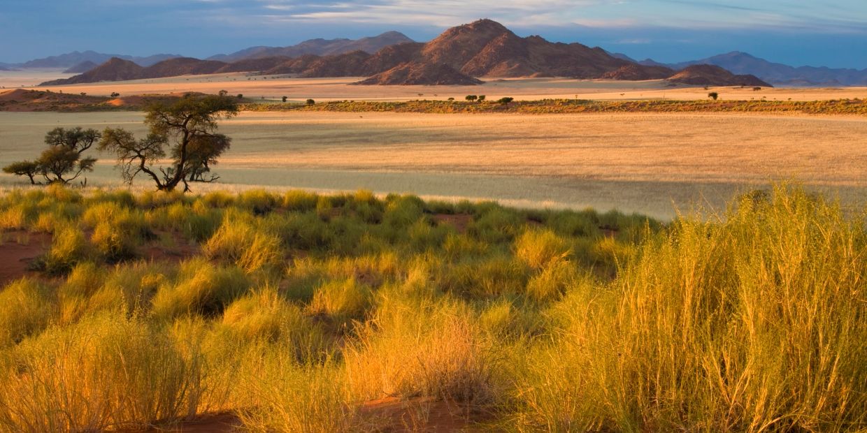 Sunlit grasses and sparse trees in a vast arid landscape with distant hills.