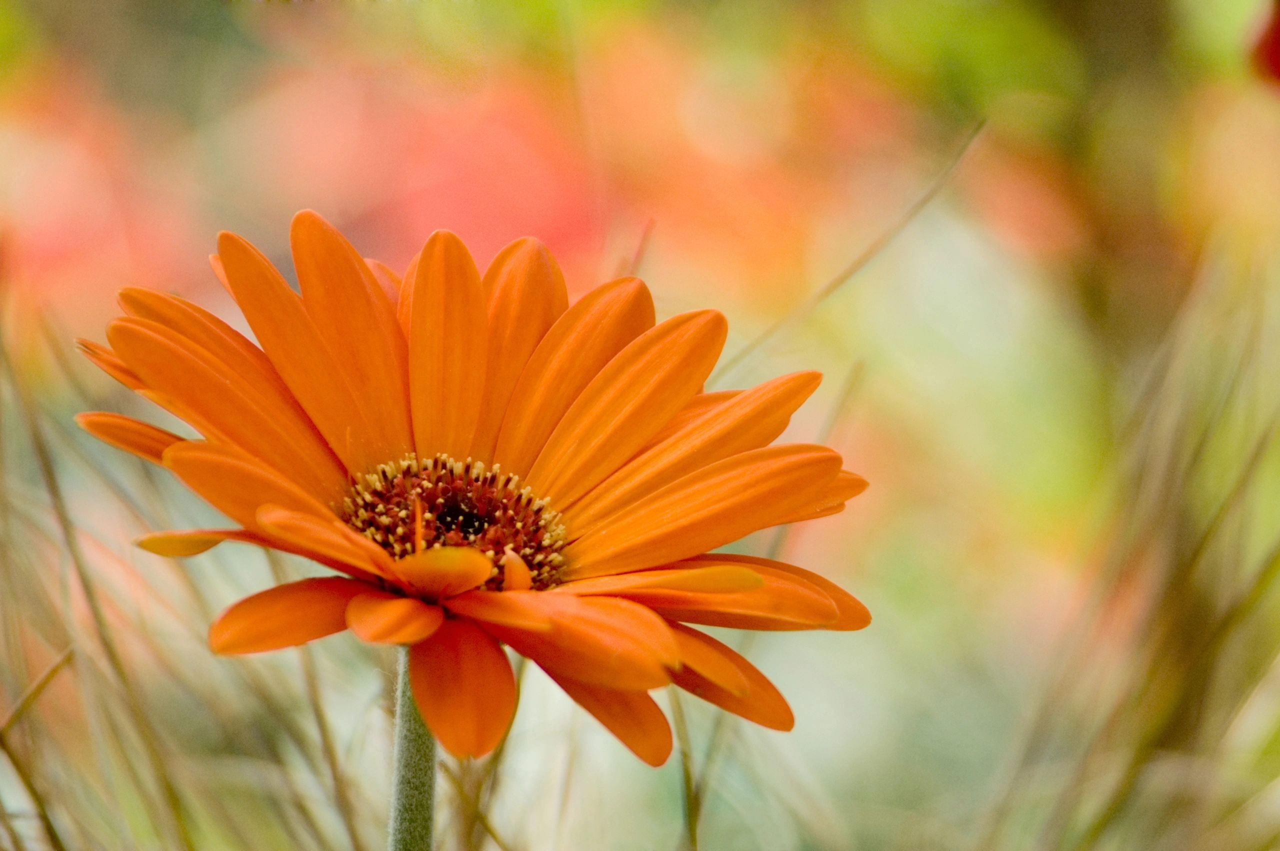 therapist in Los Alamitos