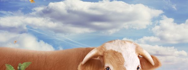 Man gently holds a calf's face as they share a close moment.