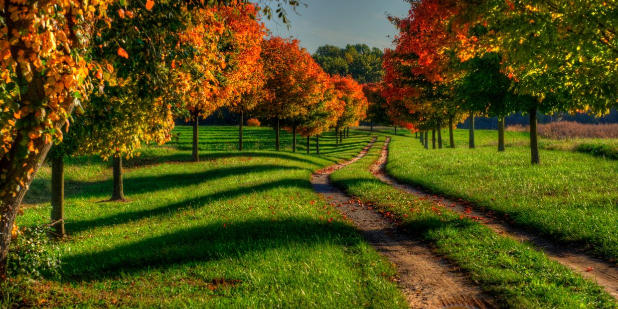 A scenic autumn path lined with colorful trees.