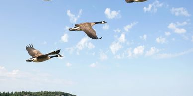 Three Canada geese flying over a scenic landscape with blue sky.