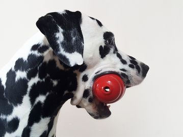 Dalmatian dog Kong toy play daycare