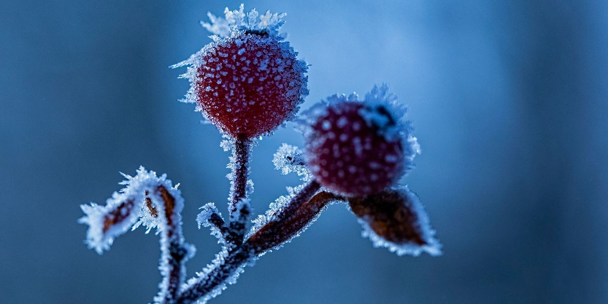 Frozen in Time. Frozen rose hips.