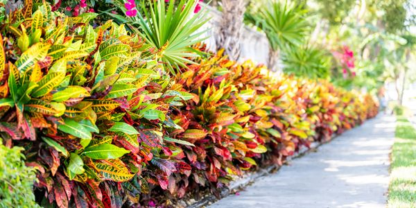 Exotic Plants