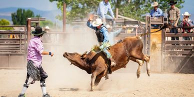 Child riding a bucking bull at a rodeo.