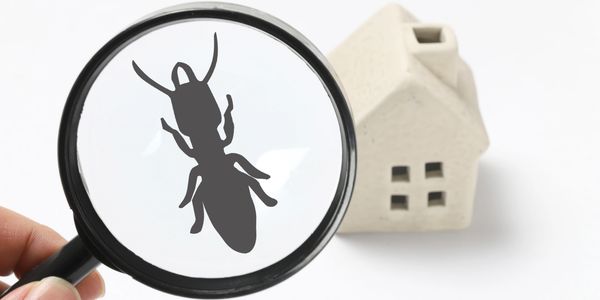 Inspecting a home or business for insects under microscope 