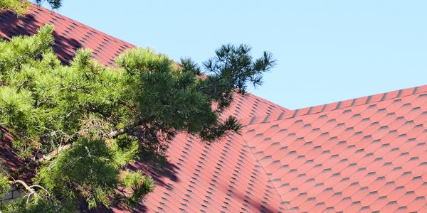 Roof tiles and trees