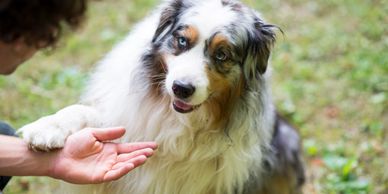 fear-based behavior dog training Houston