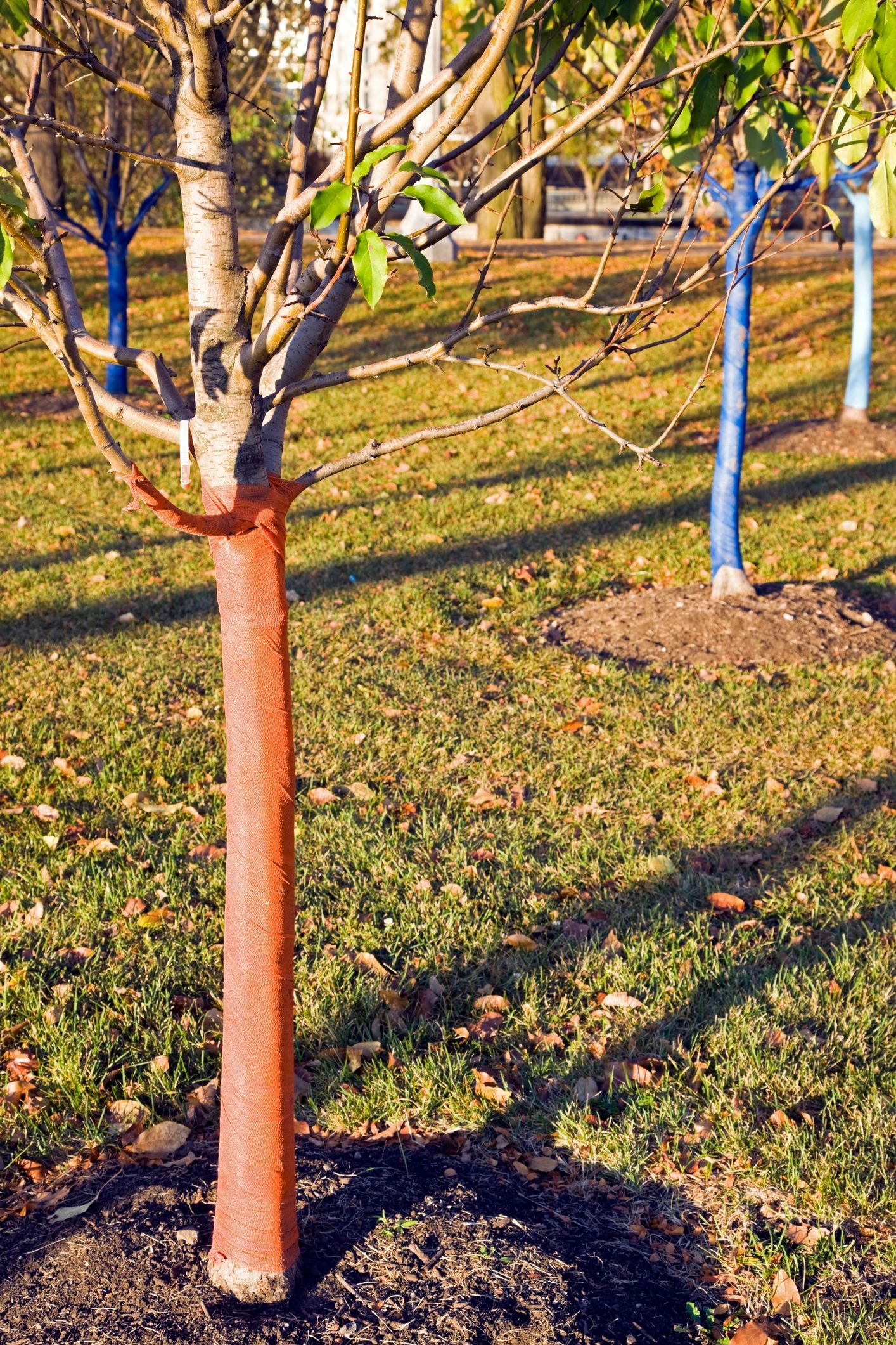 Choosing Low-Maintenance Trees