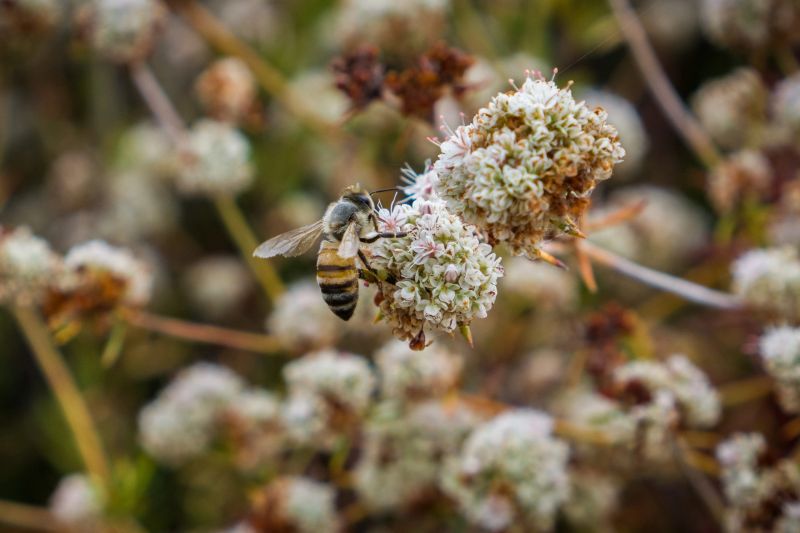 Bee pollinating California Buckwheat (Eriogonum fasciculatum) wildflowers, Alviso marsh, California