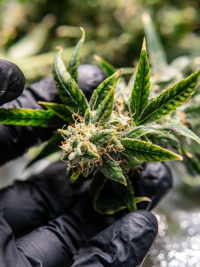 THCA flower, thC flower, hemp, bud, weed 