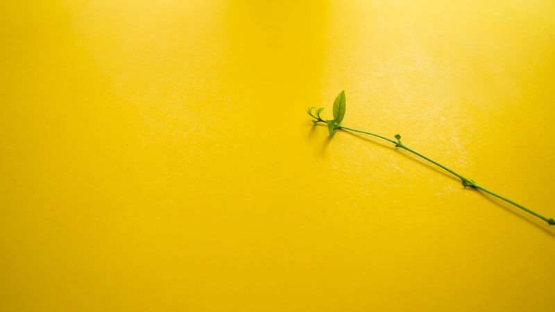 Leaves nature small green plant copyspace
