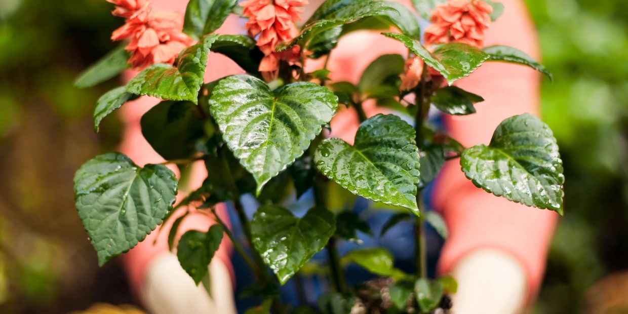 Healthy plants ready for your garden