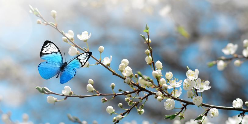 A vibrant blue butterfly perched on a blossoming white flower branch.