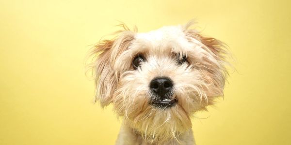 Fluffy dog with scruffy fur against yellow background.
