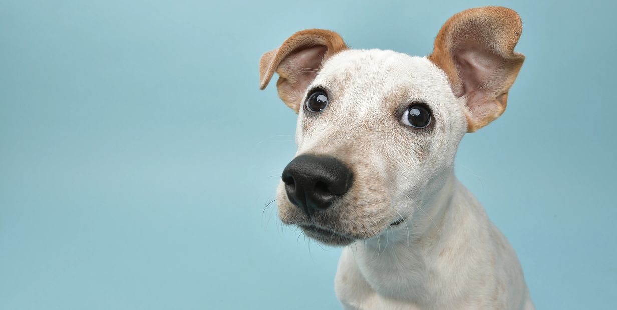 Close-up of a dog's eye behind a chain-link fence.