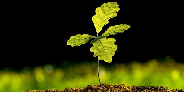 Oak sapling, fees for Autism and ADHD informed 11 -17 year old counselling sessions