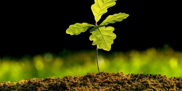 Small oak seedling growing from soil.