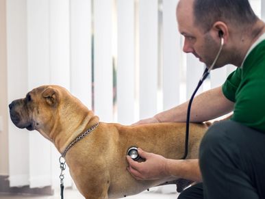 Veterinarian examining a dog with a stethoscope.