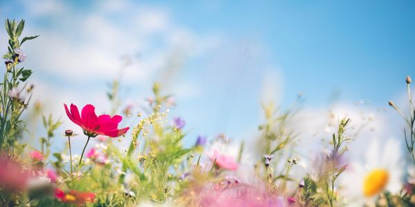 Bright wildflowers blooming under a clear sky.